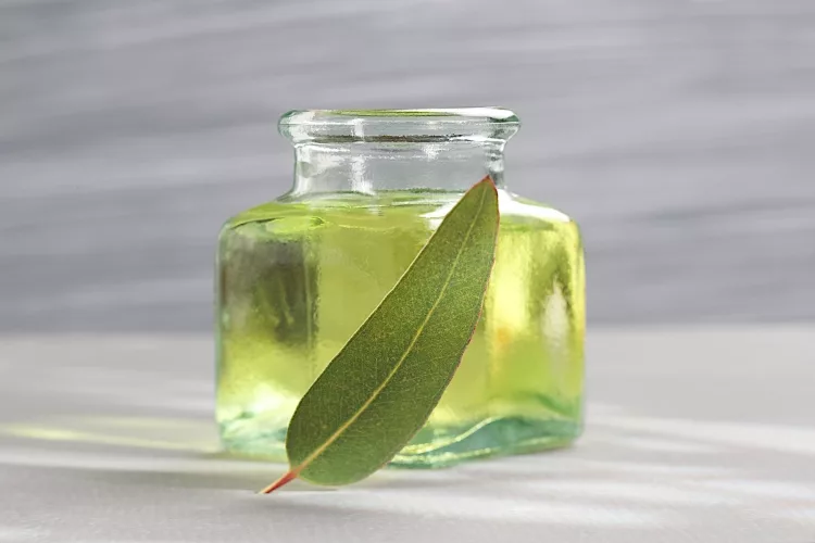 Taking Of Your Feet With Eucalyptus Oil